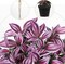 Fake Hanging Plants 17.7" Faux Watermelon Peperomia Silk Plants with Black Pot Artificial Hanging Greenery for Home Garden Balcony Front Porch Outdoor Decor